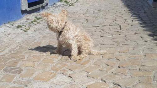 20190830 Obidos (35)